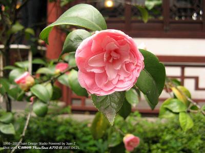 IMG_1624.jpg
