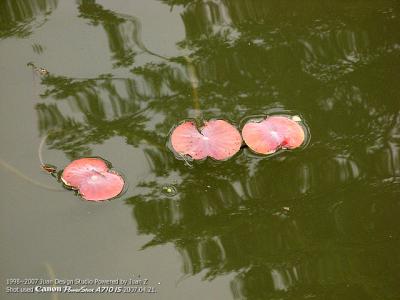 IMG_1652.jpg