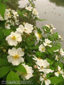 IMG_1675.jpg