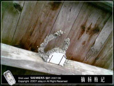 yangmei03.jpg
