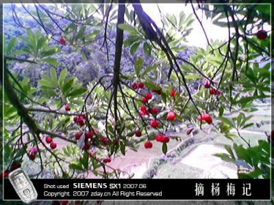 yangmei04.jpg