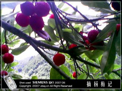 yangmei05.jpg