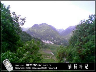 yangmei06.jpg