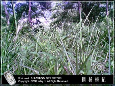 yangmei07.jpg