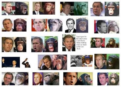 bushchimp.jpg