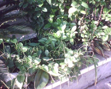 img298.jpg