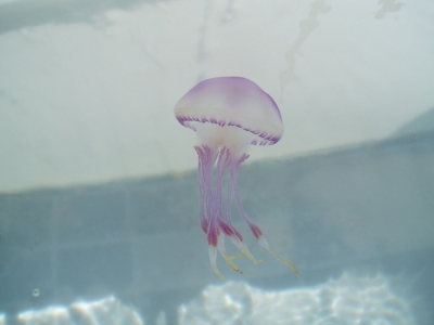 JELLYFISH/Сһ̵,Ȼŵˮĵ,Ƭһ,ΪʱˮһЩ.