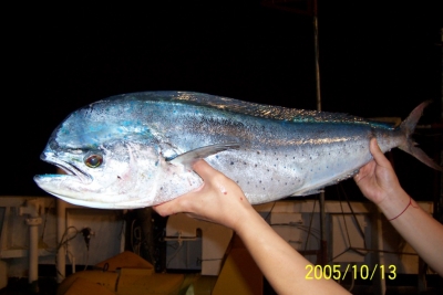 A BIG FISH/ͷ,Ӣֲд,㺣ܶ,һϹ.