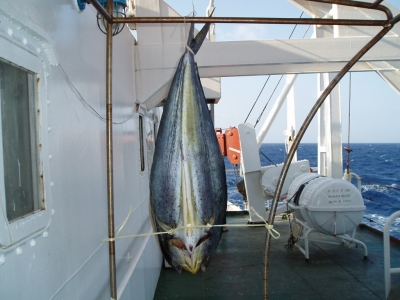 FISH IN PROCESSION/ɹ