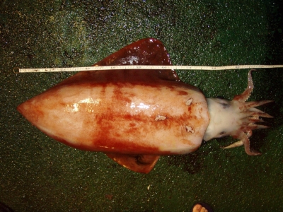 A BIG SLEEVE-FISH/㹻İ,һ׶೤,òӲ,18,ڱɱ걾ڰ칫
