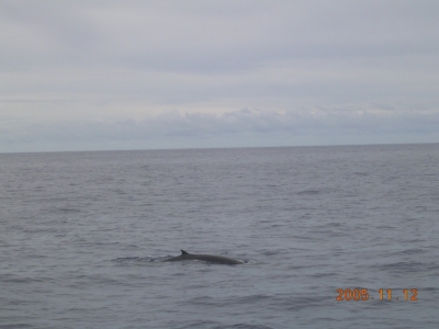 WHALE/ɱľ,ʱΧǴת˺öȦ,ҪǱȱ˭,Ǻ~!