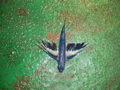 A FLY-FISH/ɵ,ǰֻ˵,ؼ...