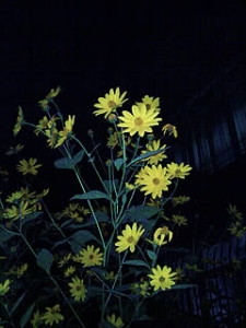 bg_ջ-ҹ02.jpg
