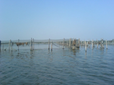 20070604_9e733ea4c879deebc356Z5syucctufcg.jpg