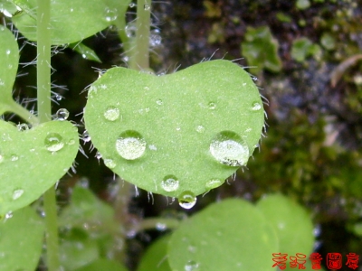 水滴7.jpg