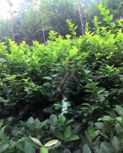 img030_СС.jpg