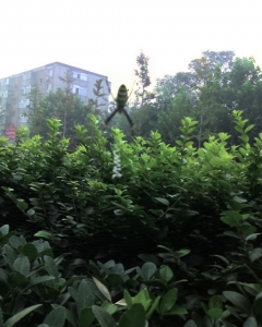 img031_СС.jpg