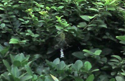 img033_СС.jpg