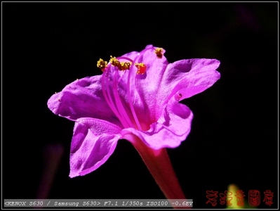 紫花1.jpg