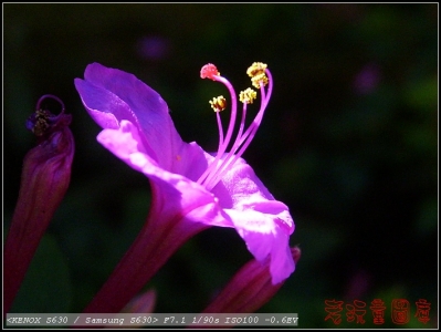 紫花2.jpg