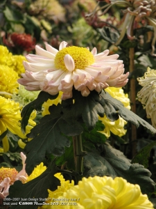 IMG_2691.jpg