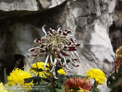 PICT0699.jpg