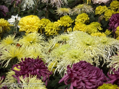 PICT0703.jpg