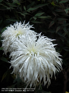 PICT0721.jpg
