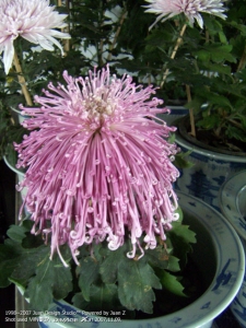 PICT0707.jpg