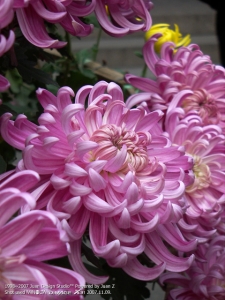 PICT0739.jpg