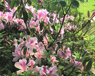 img036.jpg