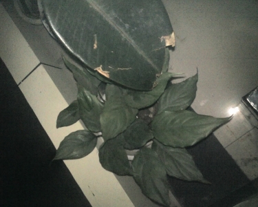 S75的闪光灯夜拍也不是很差的。
