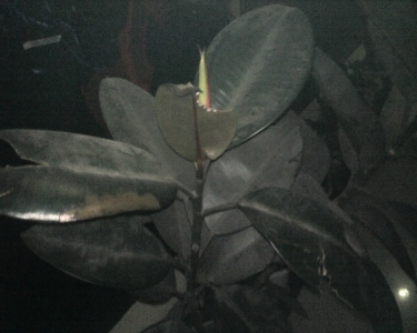 img451.jpg