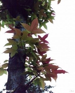 img057.jpg