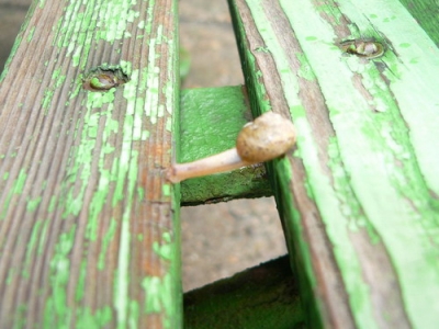 77.jpg